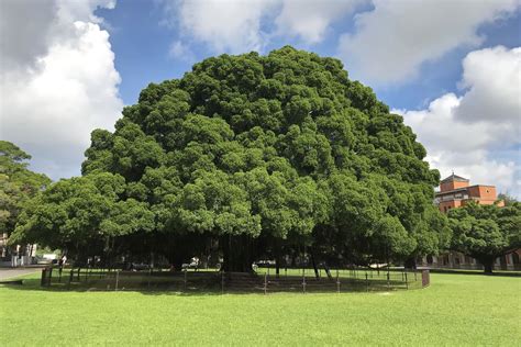 榕樹聚陰|為什麼榕樹陰？揭開榕樹陰影的風水禁忌與科學解釋 